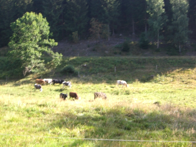 Bad Lauterberg 2009 059